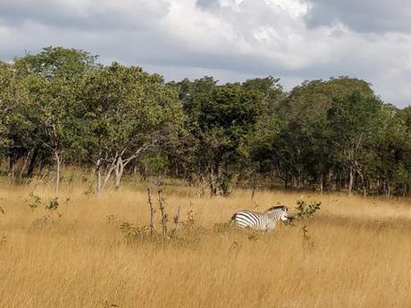 DAILY PHOTO: Solitary Zebra