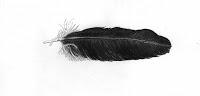 Feather From A Crow