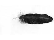 Feather From Crow