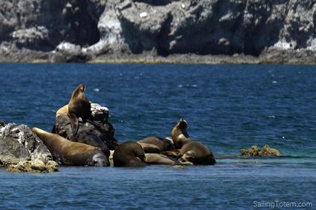 Sea lions near La Paz