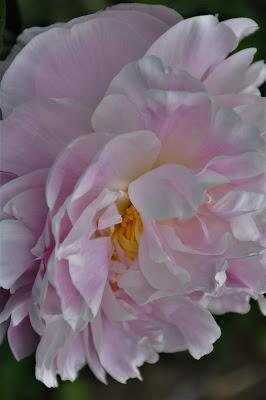 Peonies by Mary Oliver