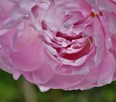 Peonies by Mary Oliver