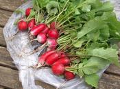 Good News from Courtmoor Plot