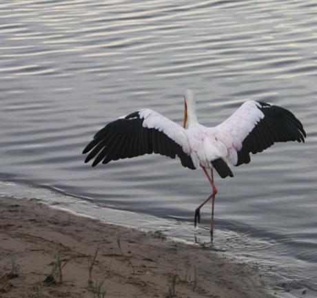 DAILY PHOTO: White Stork Imitates Daniel-San