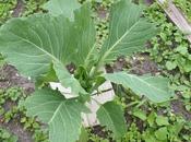 Anti-pigeon Measures