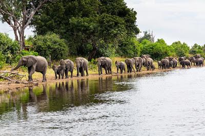 WET BOTSWANA, Guest Post by Owen Floody