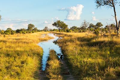 WET BOTSWANA, Guest Post by Owen Floody