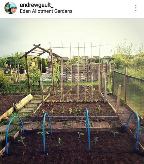 Andrew's allotment Instagram photo - Carrie Gault 2018
