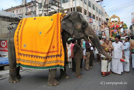 majestic elephant ~ language problem !!