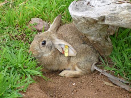 Greater death rates for invasive rabbits from interacting diseases