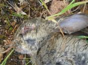 Greater Death Rates Invasive Rabbits from Interacting Diseases