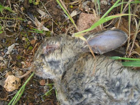 Greater death rates for invasive rabbits from interacting diseases