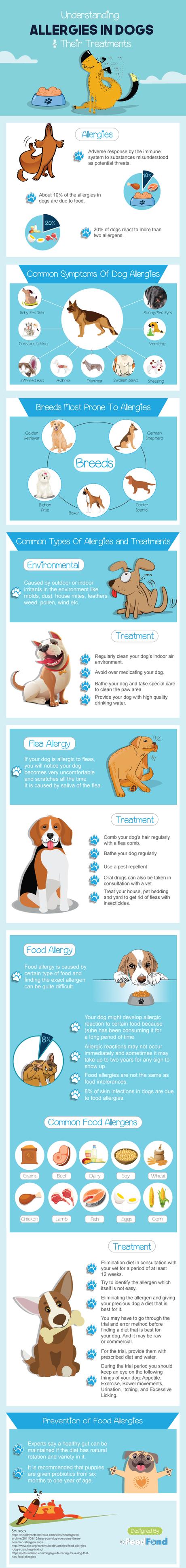 Types of dog allergies and their effective treatments.
