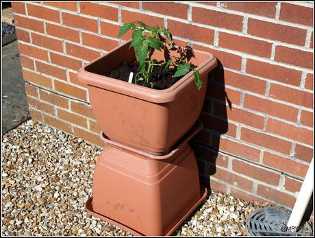 Tomatoes go into their final homes