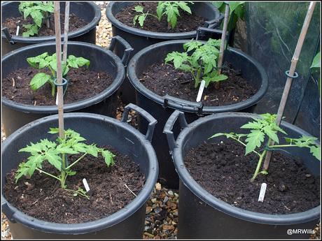 Tomatoes go into their final homes