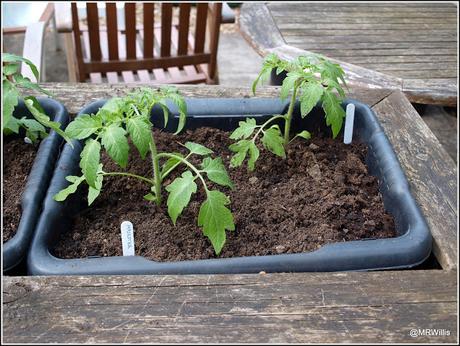 Tomatoes go into their final homes