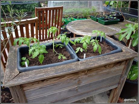 Tomatoes go into their final homes