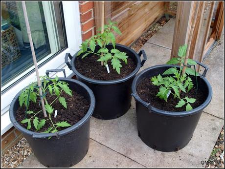 Tomatoes go into their final homes