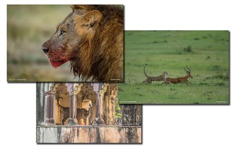 Wild photographe lion, tiger and wild cat
