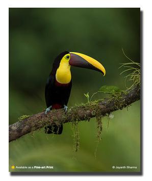 black mandibled toucan insta