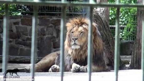 floods in Germany ~ animals escape Eifel Zoo - recaptured
