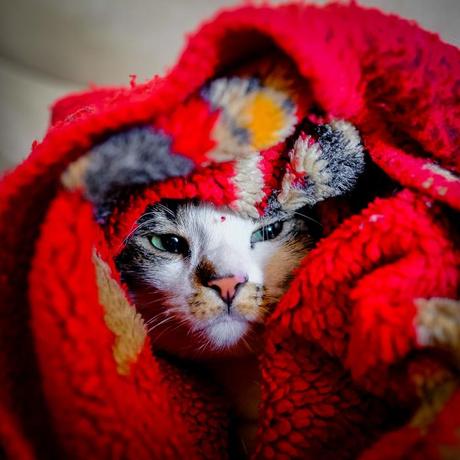 cat in a warm blanket