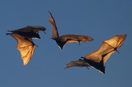 What you need to know about the Nipah Virus