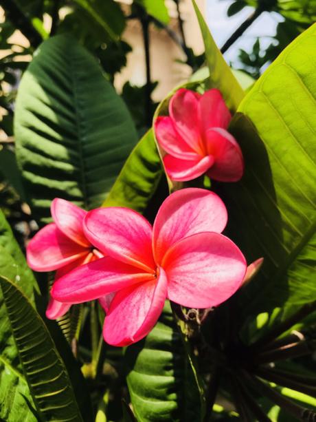 DAILY PHOTO: Flowers of Rangoli Metro Art Center