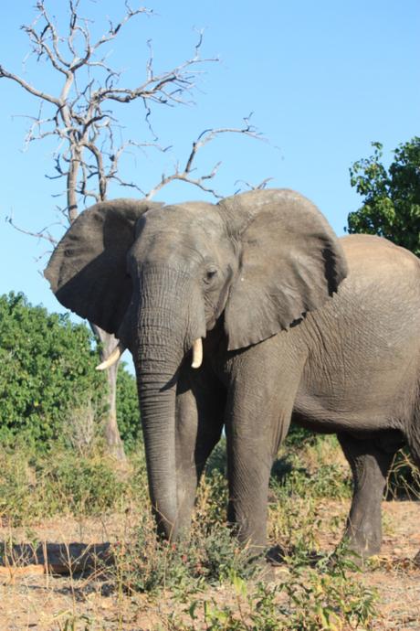 DAILY PHOTO: Eyed by an Adolescent Elephant