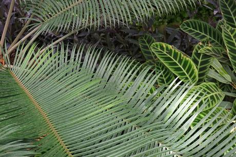 The Tropical Ravine