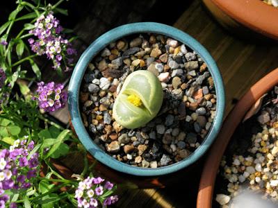 The 10-year rewind – Part 3 – Mrs Lithops' Difficult Delivery
