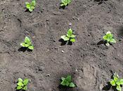 Planting Spinach Beans