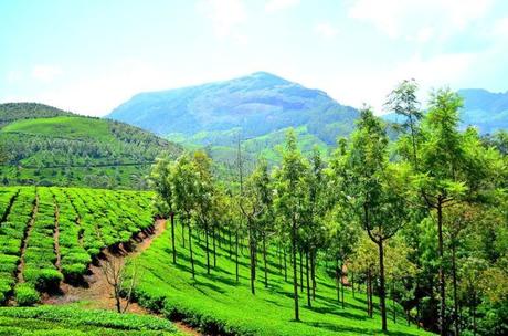 Munnar – The Perfect Destination for a Trip with Friends Munnar – The Perfect Destination for a Trip with Friends