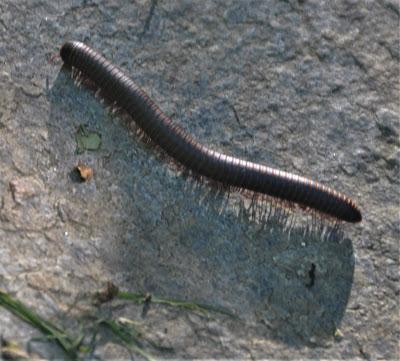 Small Elegant Beings