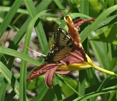 Small Elegant Beings