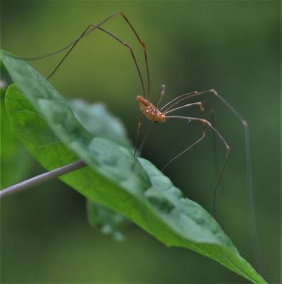 Small Elegant Beings