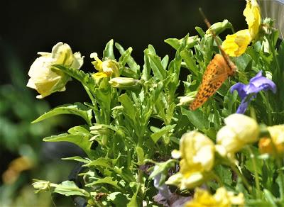 Small Elegant Beings