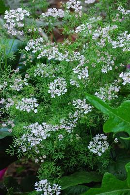 The 10-Year Rewind – Part 6 – Harvesting Coriander Seed