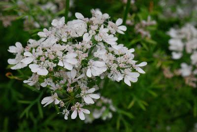 The 10-Year Rewind – Part 6 – Harvesting Coriander Seed