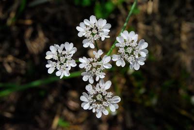 The 10-Year Rewind – Part 6 – Harvesting Coriander Seed