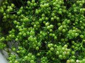 10-Year Rewind Part Harvesting Coriander Seed
