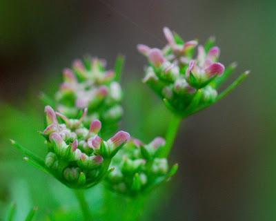 The 10-Year Rewind – Part 6 – Harvesting Coriander Seed