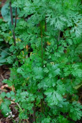 The 10-Year Rewind – Part 6 – Harvesting Coriander Seed