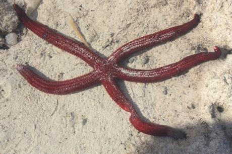 DAILY PHOTO: Creatures on the Beach, Panagsama