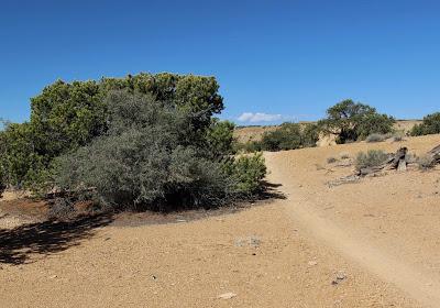 Botanical Perplexity in the Southern Utah Desert