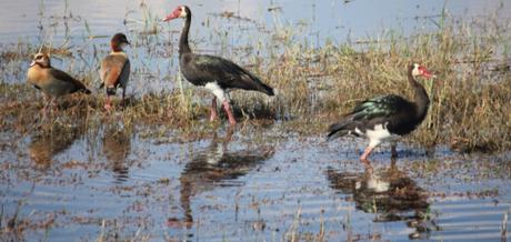 DAILY PHOTO: Spur-Winged Goose on the Prowl