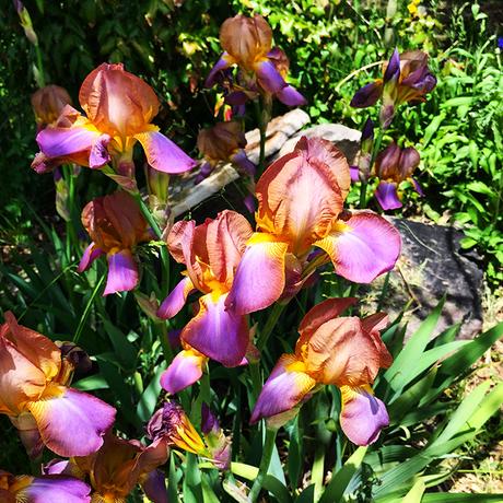 Bearded Iris