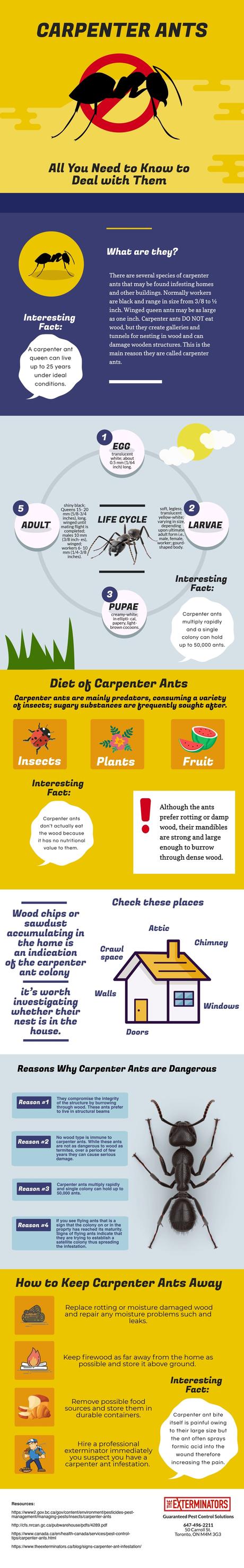 Carpenter Ants – All You Need to Know to Deal with Them Carpenter Ants – All You Need to Know to Deal with Them