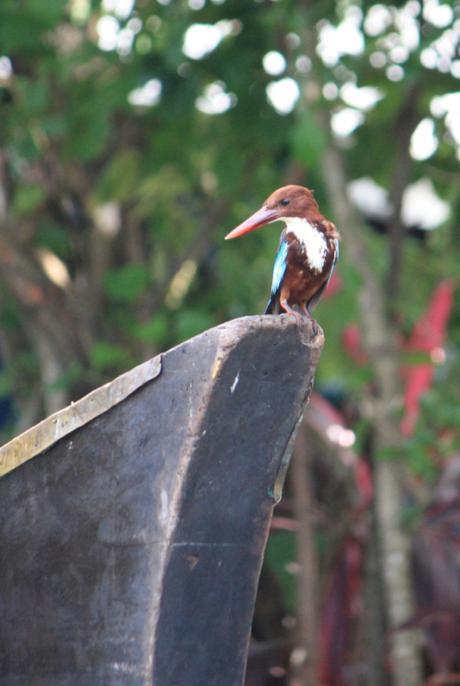 DAILY PHOTO: White-throated Kingfishers of the Backwaters