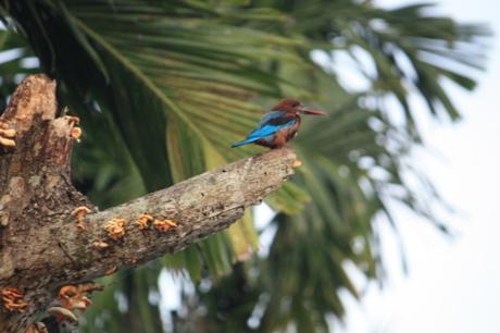 DAILY PHOTO: White-throated Kingfishers of the Backwaters